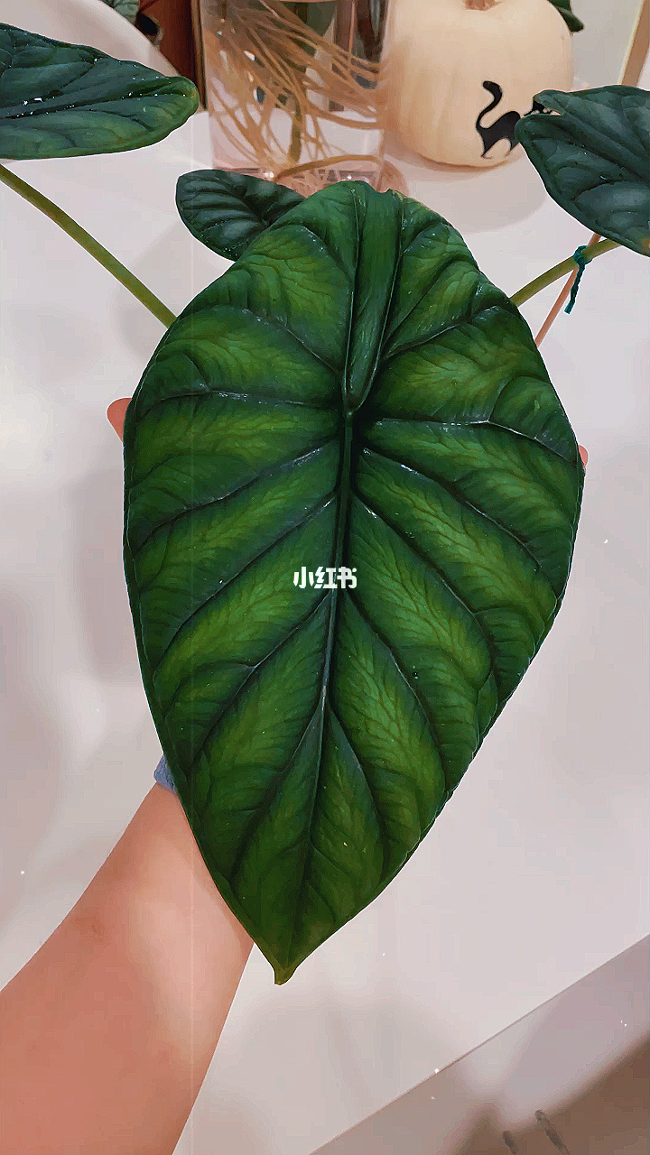 植物保卫战刷无限叶子教程_保卫植物战中文无限叶_植物保卫战修改叶子