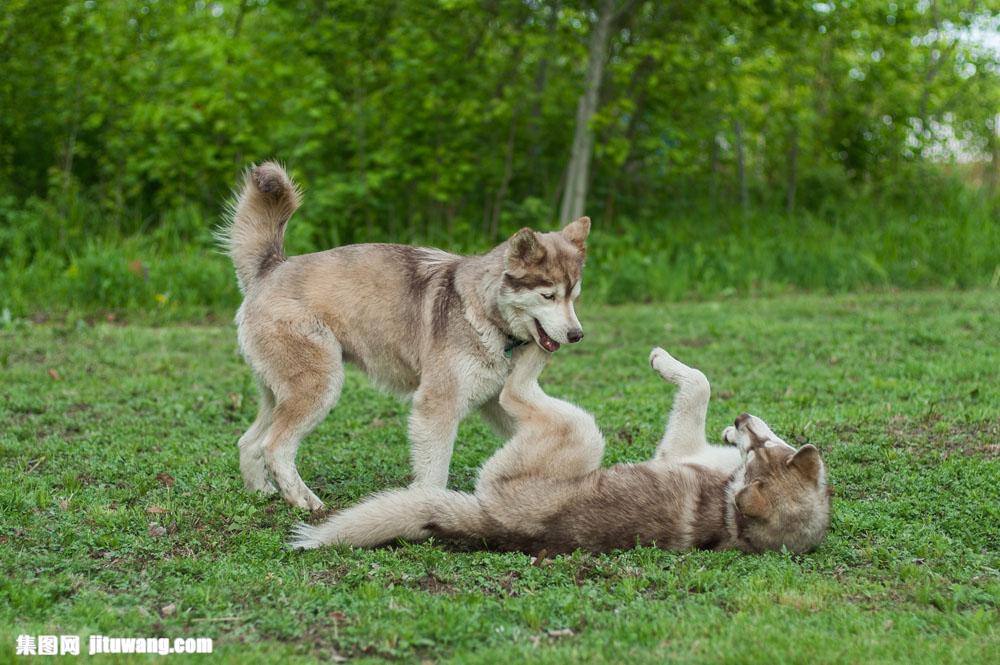 本地狗打架视频_沙皮狗打架视频_沙皮犬打架视频播放