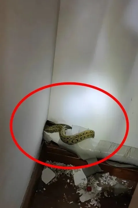 扔蛇事件_pdd扔蛇门是真的吗_pdd扔蛇事件来龙去脉介绍