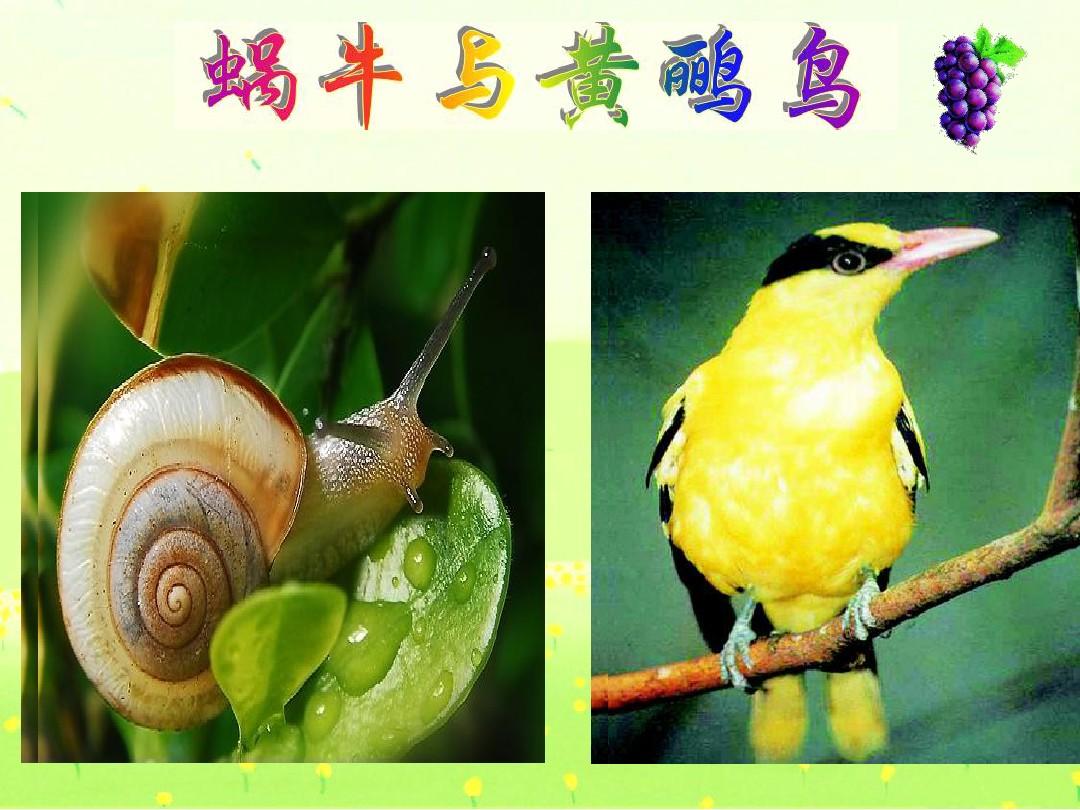 《蜗牛与黄鹂鸟》手指律动_蜗牛与黄鹂鸟互动手指舞_蜗牛和黄鹂鸟手指游戏