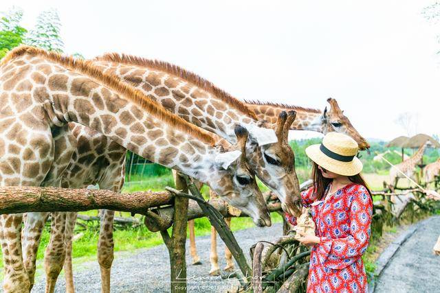 有个动漫叫什么庄园_动漫庄园怎么画_疯狂庄园动漫
