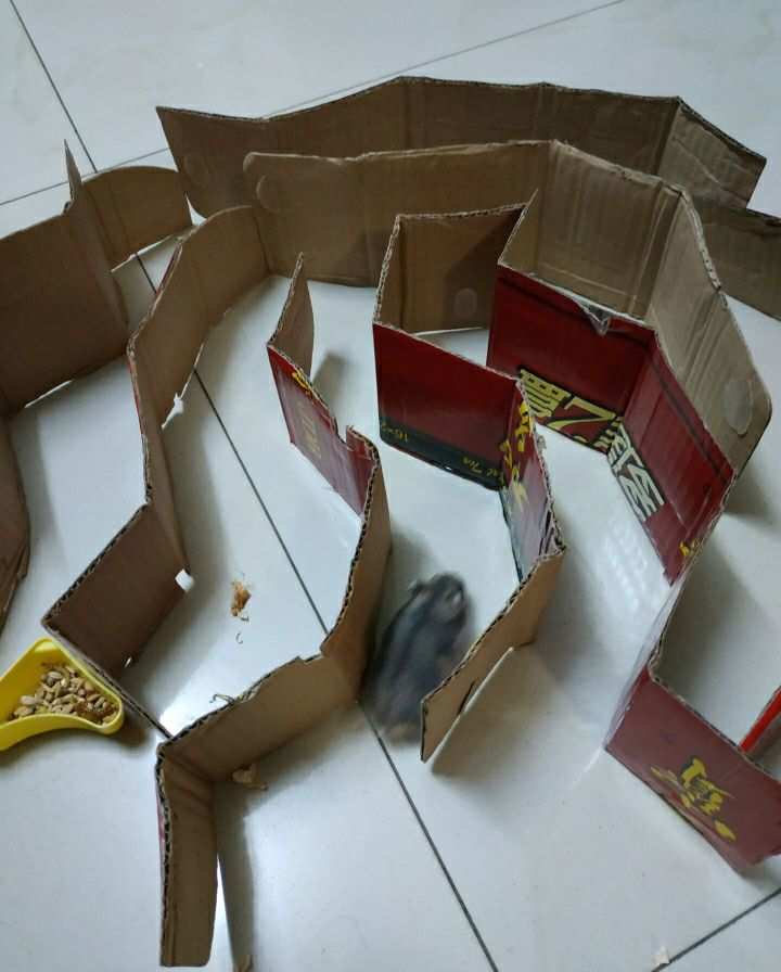 闽南游戏 老鼠仔钻壁空_刚出生的老鼠仔浸洒有什么作用_梦见老鼠钻嘴里