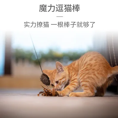 恶猫管教泡腾片_管教恶猫 bili_恶猫管教45度防跳