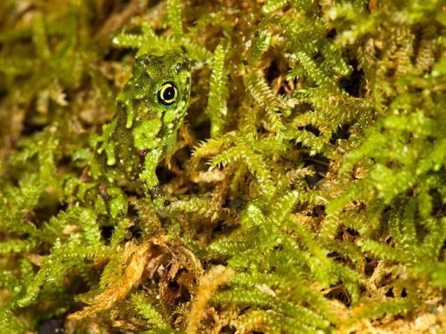伪装的小动物_伪装动物图片_找伪装动物