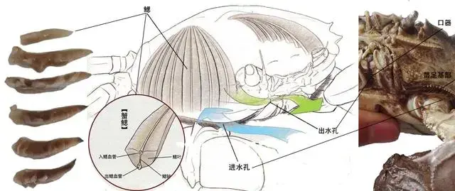螃蟹鳃长在哪个部位_螃蟹鳃长在哪里_螃蟹鳃长在哪里图片