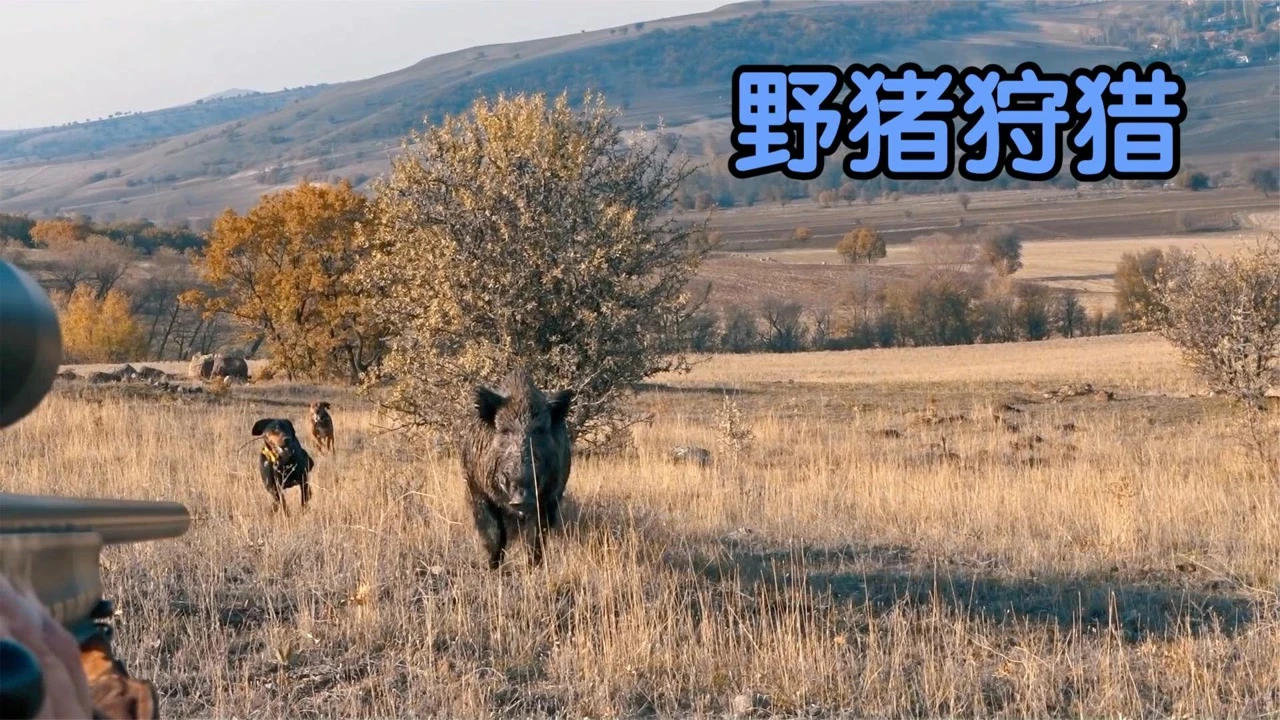 野猪兽进化路线_野猪兽生日派对_野猪兽
