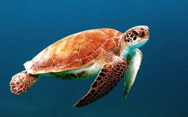 海月怎么了_海月适合什么式神_海月连招