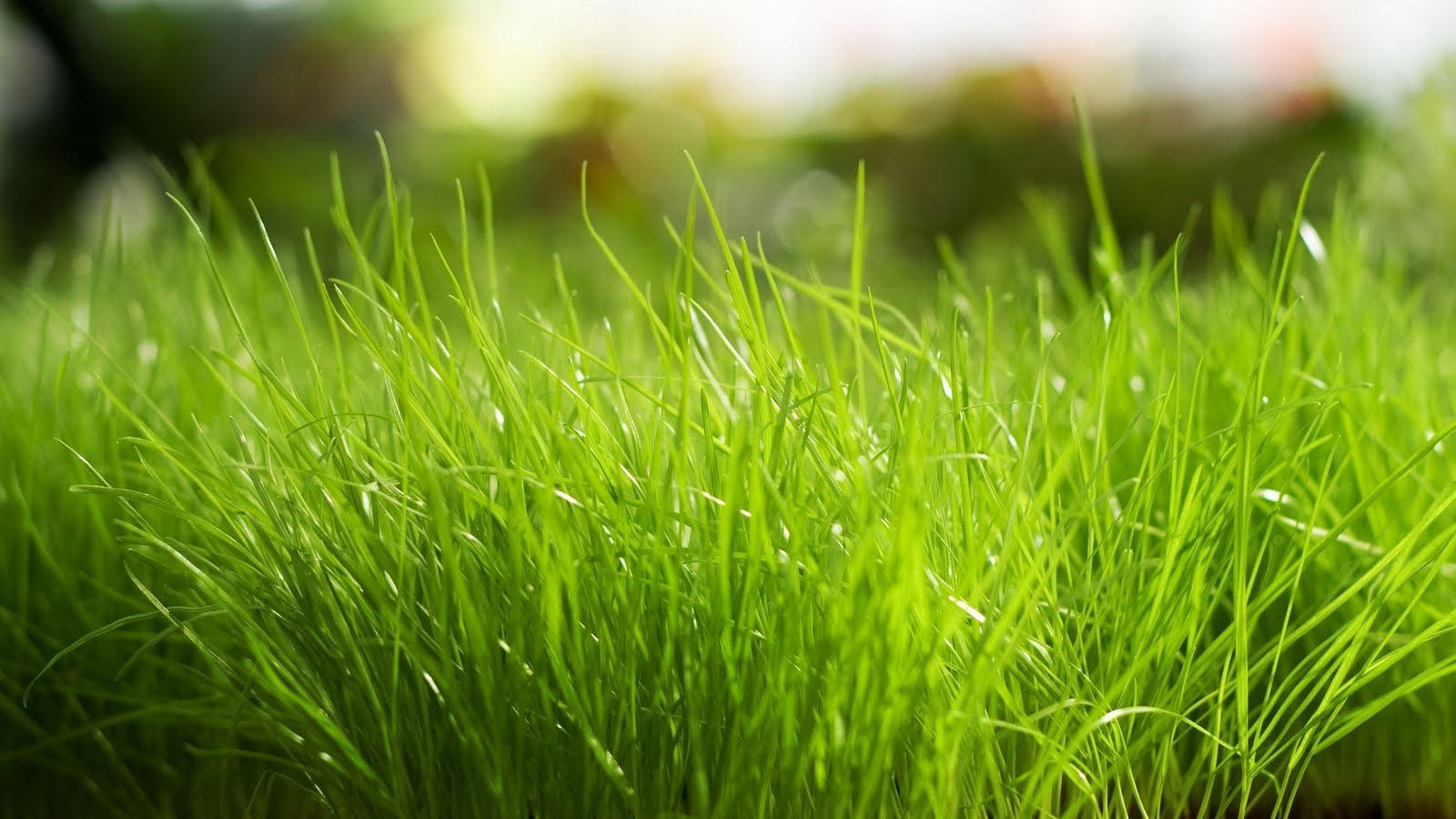青青青青青草_青青青青青草_青青青青青草