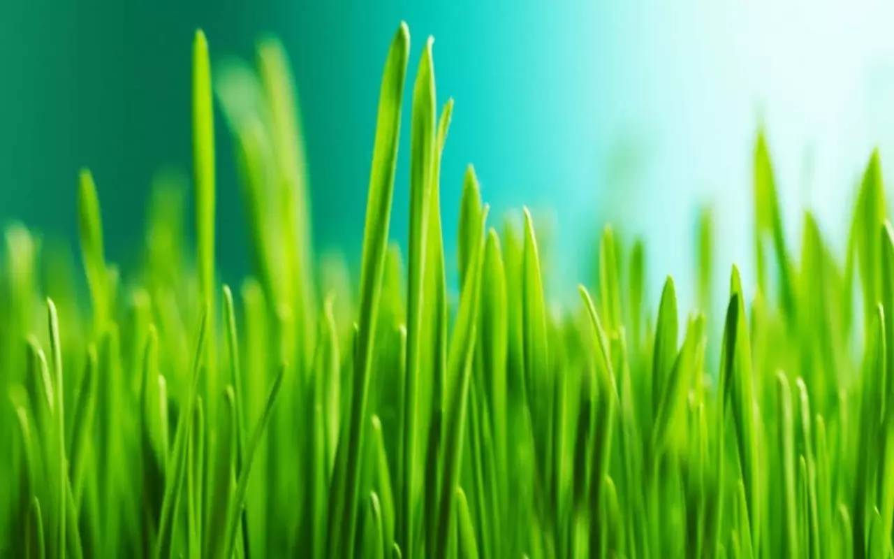 青青青青青草_青青青青青草_青青青青青草