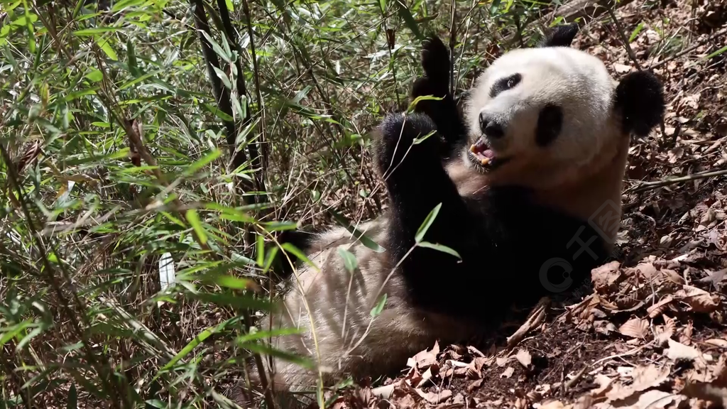 熊猫香烟_熊猫2_熊猫图片