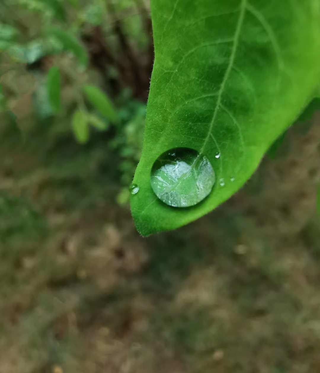 露造句_魔法咪露咪露_露滴