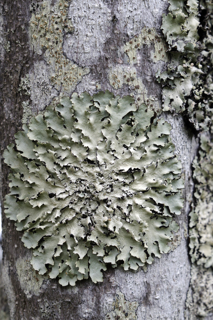 星际争霸虫族菌毯_菌毯肿瘤有什么用_菌毯