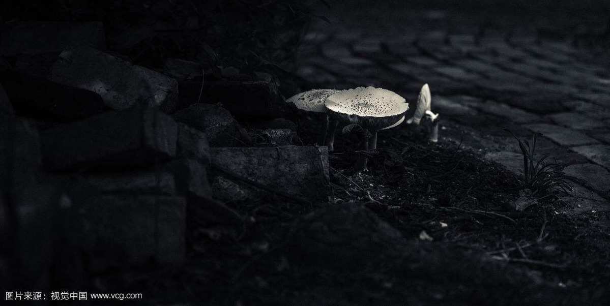 幽禁的拼音_幽禁跟软禁的区别_幽禁