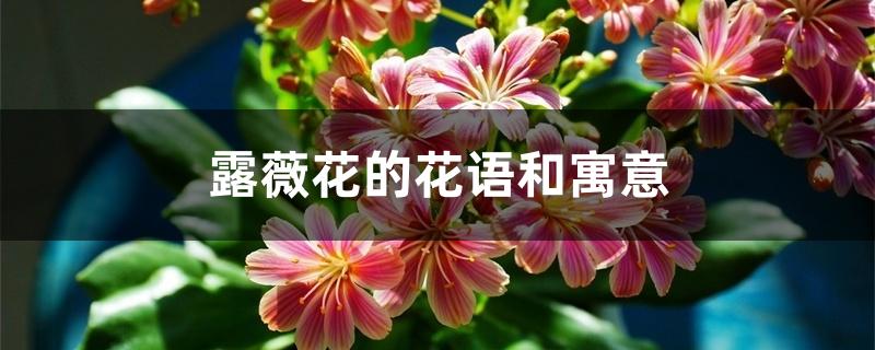 希露薇交配计划_希露薇交配计划_希露薇交配计划