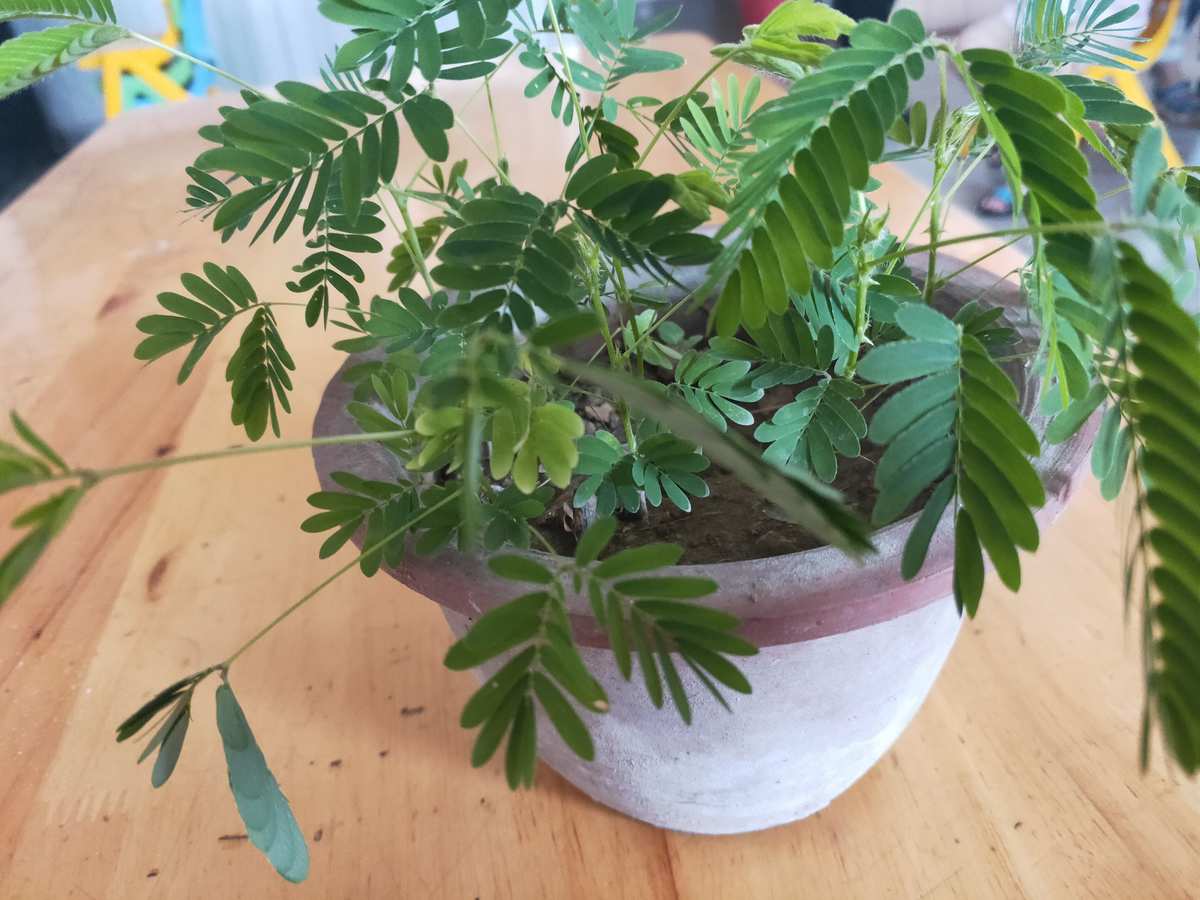 最萌兄妹成长记视频_财富故事沃尔玛成长视频第一集_含羞草成长的视频