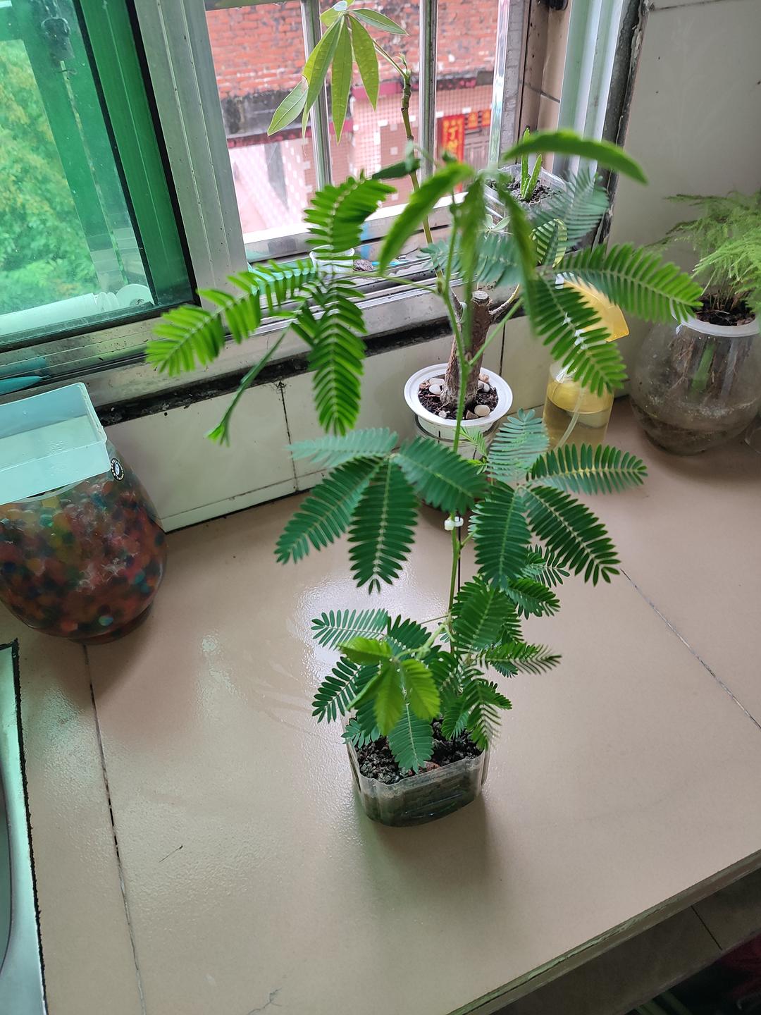 含羞草成长的视频_财富故事沃尔玛成长视频第一集_最萌兄妹成长记视频