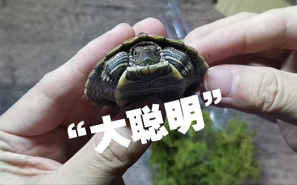 始祖龟_始祖龟求知者军需官_始祖龟有哪些支线任务