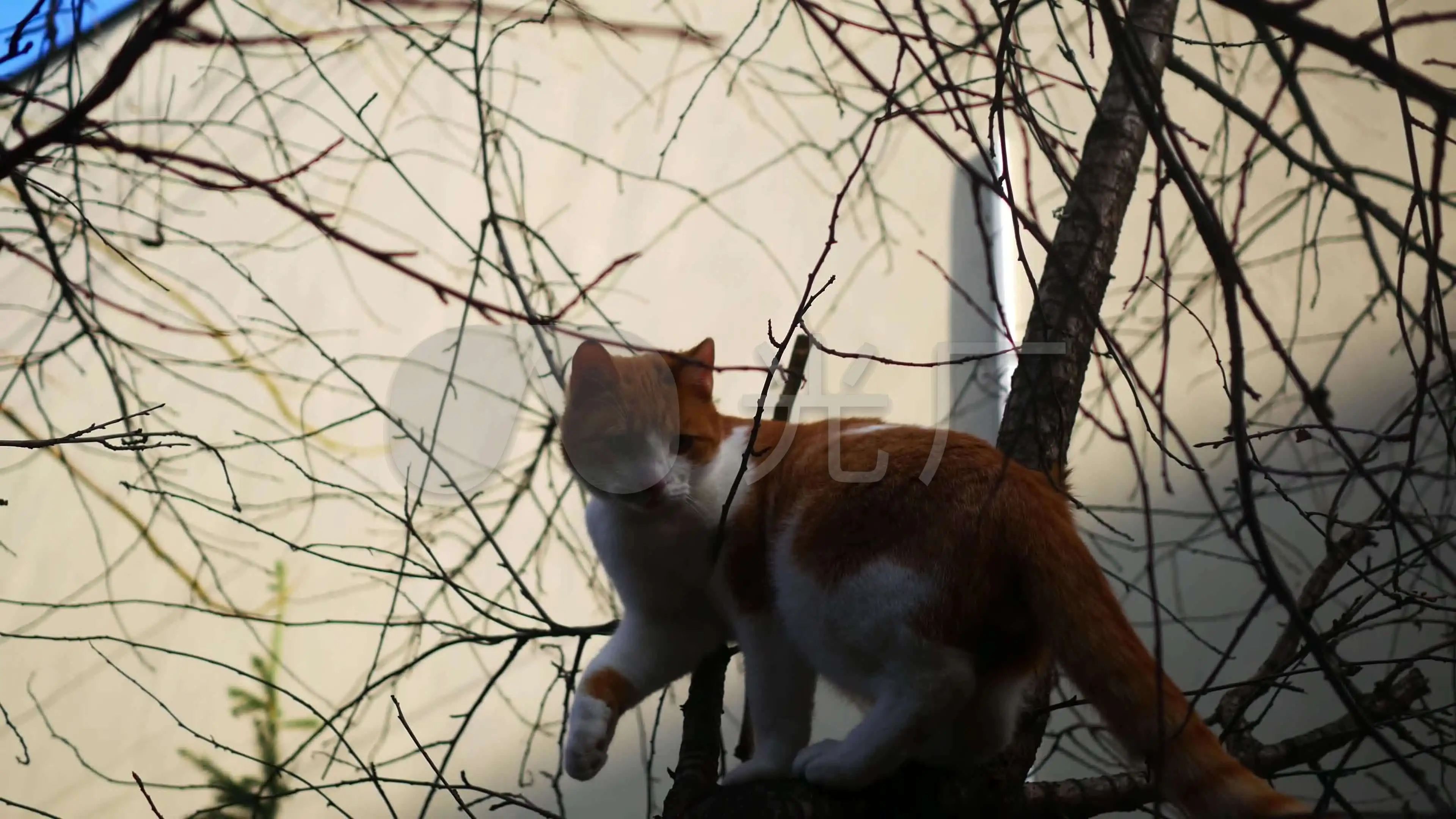 可爱猫女郎_可爱猫女呆萌_可爱猫女郎动漫图片头像