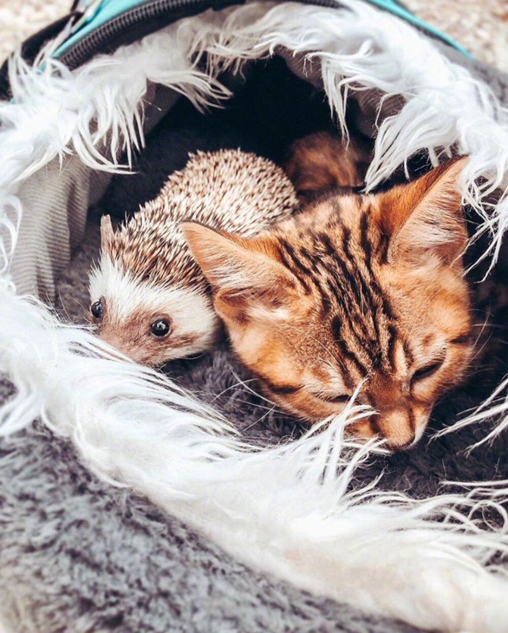 刺猬猫阅读app下载_刺猬猫阅读破解版_刺猬猫阅读