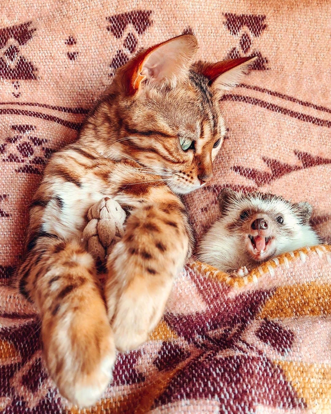 刺猬猫阅读_刺猬猫阅读破解版_刺猬猫阅读app下载