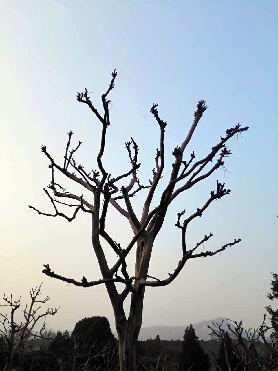 冰甲_冰甲是什么_冰甲天窗膜