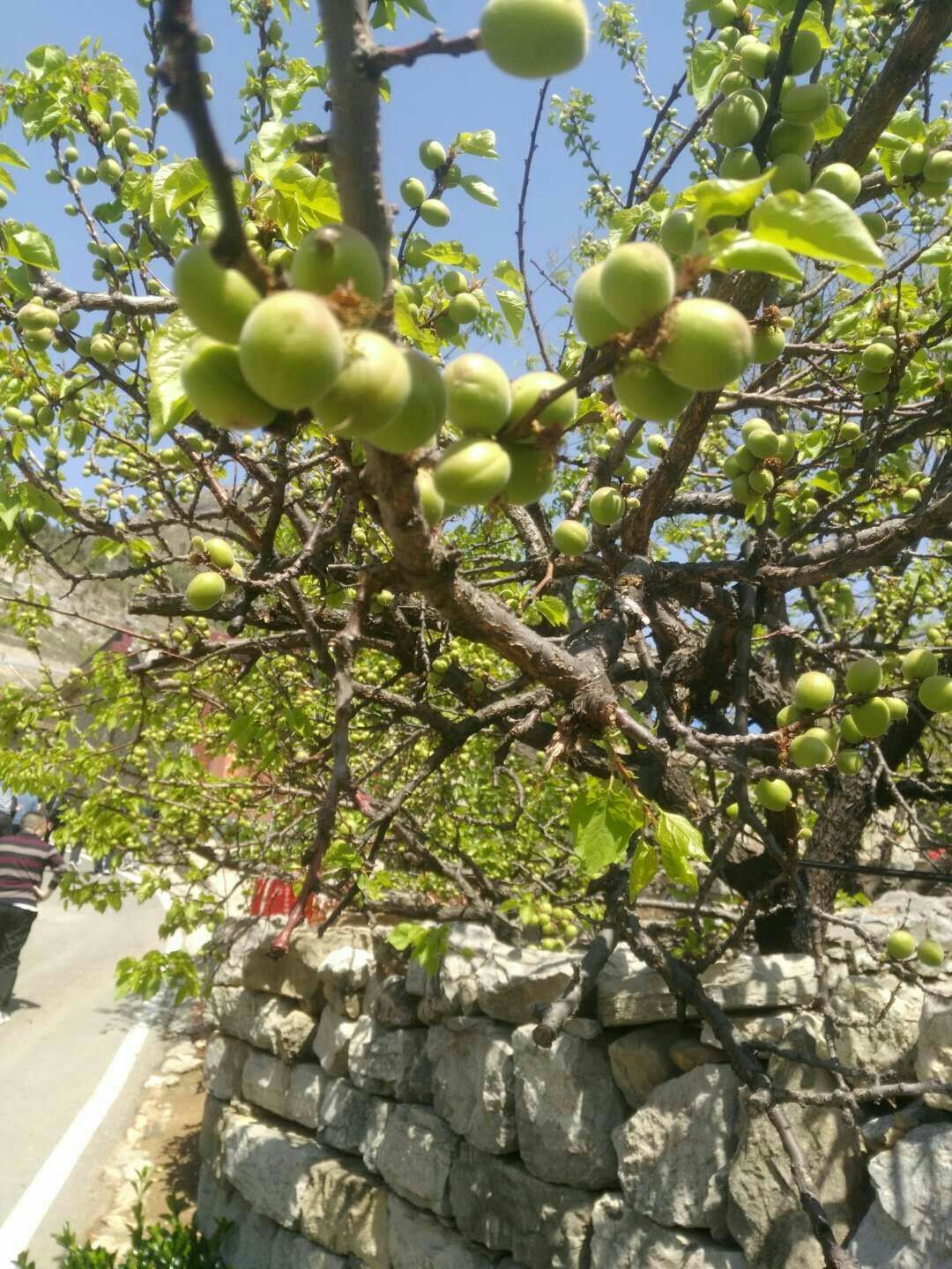 东北悠悠果_东北悠悠学名叫什么_悠悠东北话
