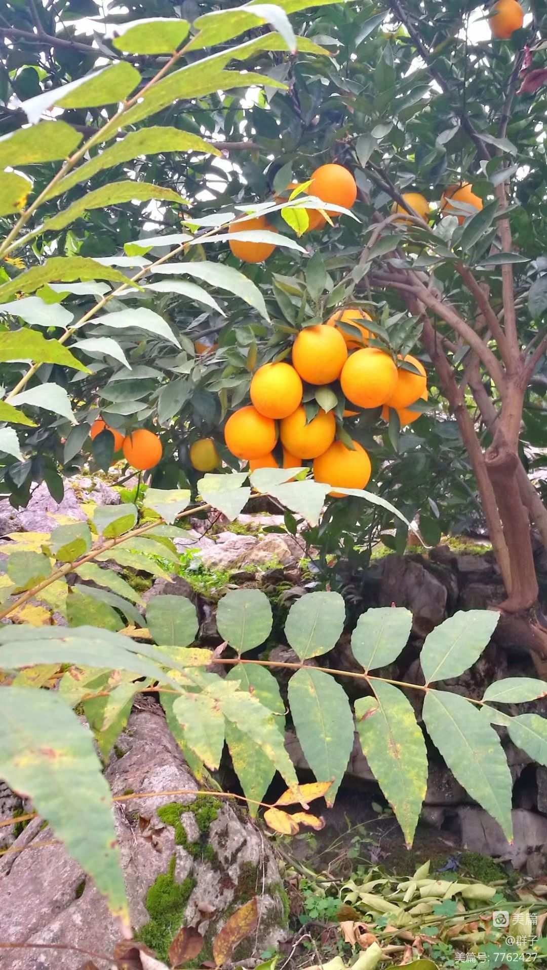 东北悠悠果_悠悠东北话_东北悠悠学名叫什么