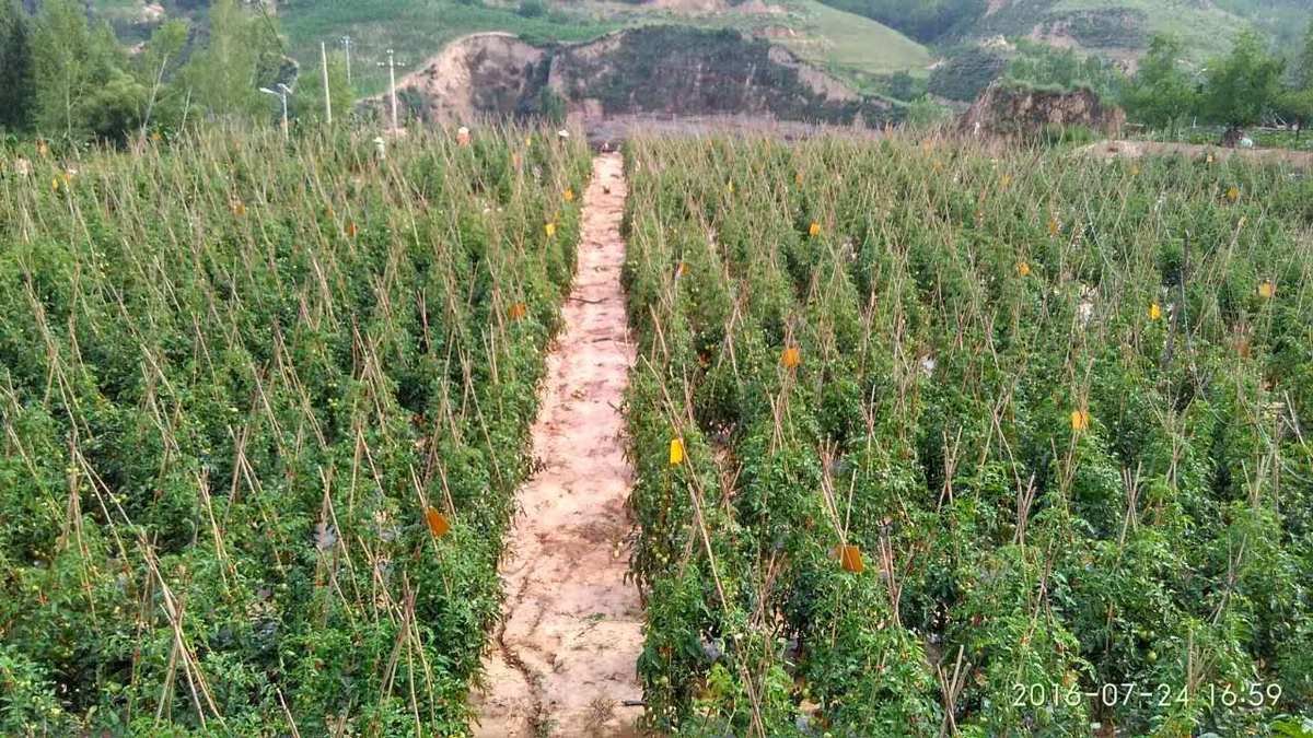 番茄农场游戏能赚钱的app_农场游戏手机游戏_番茄农场游戏手机