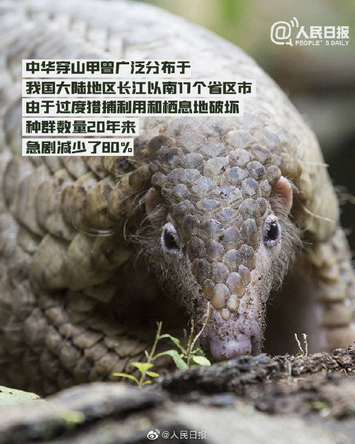 代号穿山甲是什么电视剧_代号穿山甲游戏下载手机版_代号穿山甲游戏下载手机版