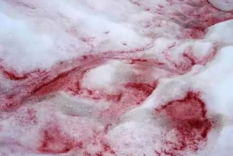 雪雉_雪雉是什么动物图片_雪雉值得练吗