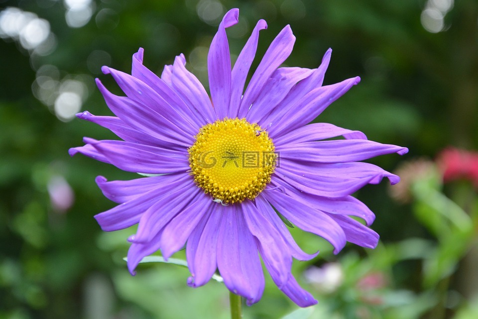 玛格丽特米切尔故居_玛格丽特米切尔_玛格丽特米切尔文文豪野犬