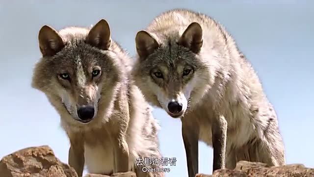 手机游戏4399_手机游戏手游_lone wolf手机游戏