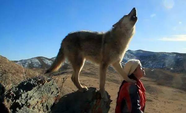 手机游戏4399_手机游戏手游_lone wolf手机游戏