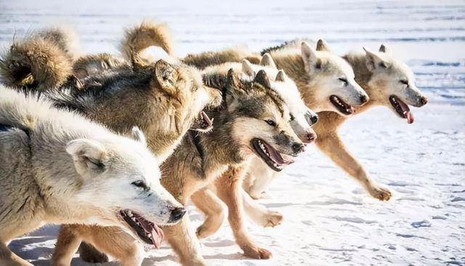 lone wolf手机游戏_手机游戏手游_手机游戏4399