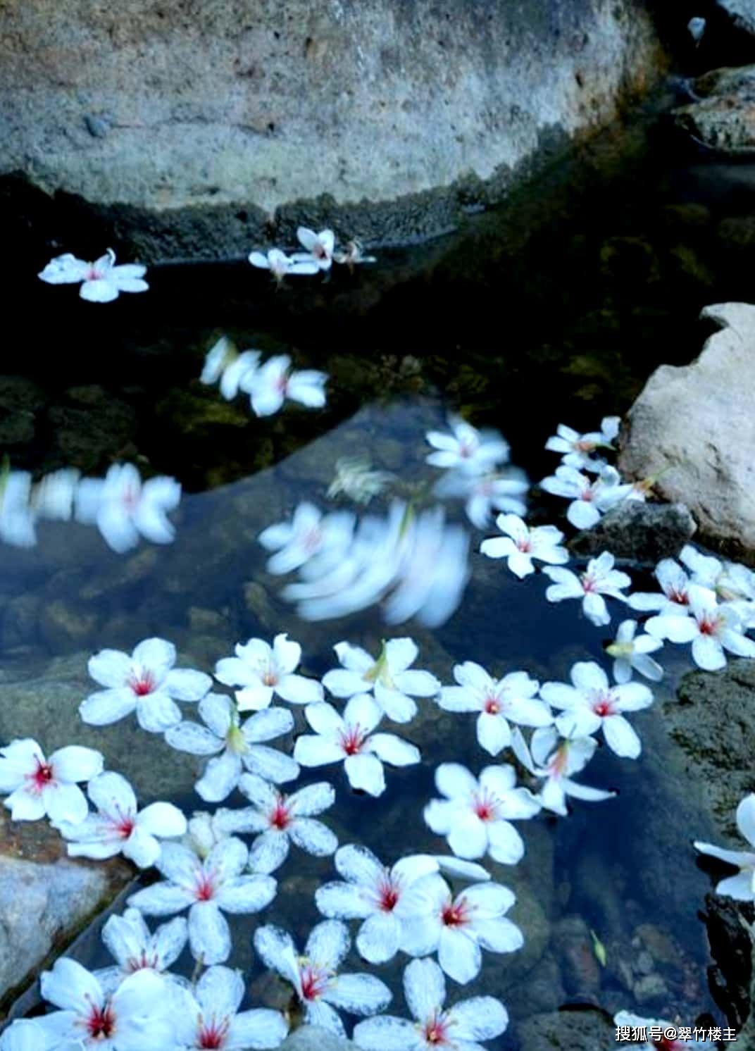 夜夜看落花_夜夜看落花打一用语_夜夜看落花是什么生肖