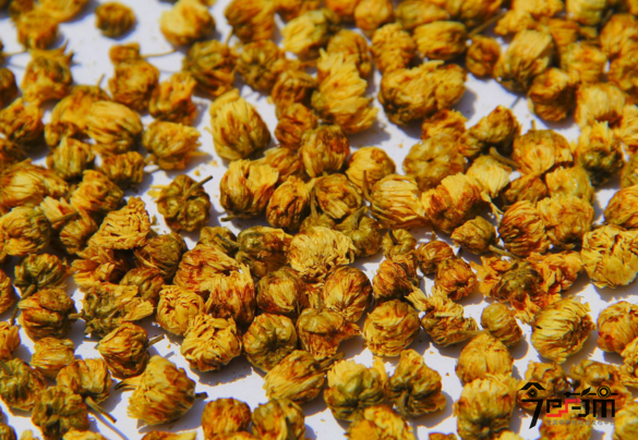 菊花花cv_菊花花cv生日_菊花花cv个人资料年龄