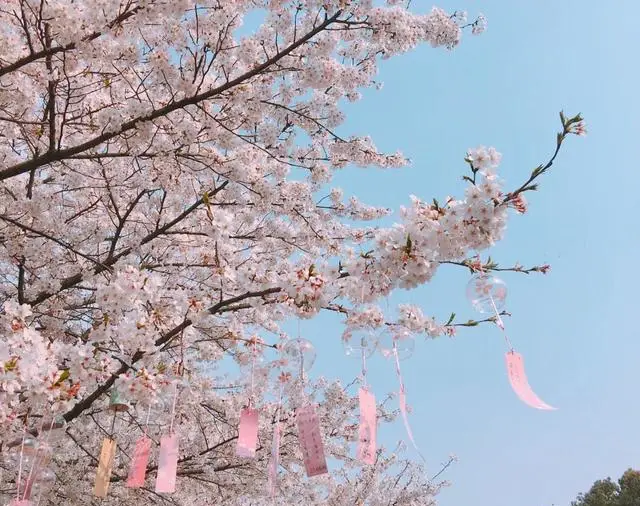 八重樱下_八重樱cv_八重樱