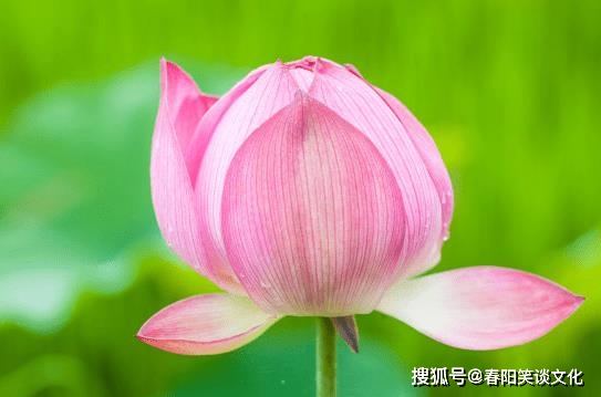 属年2024年的运势怎么样_2024年属_属年2024年几岁