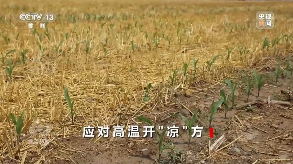 几号入伏_几号入伏_几号入伏