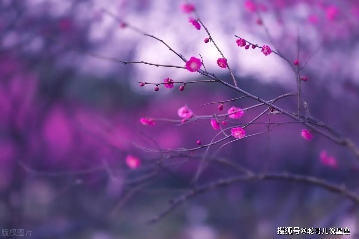 伊紫_伊紫_伊紫