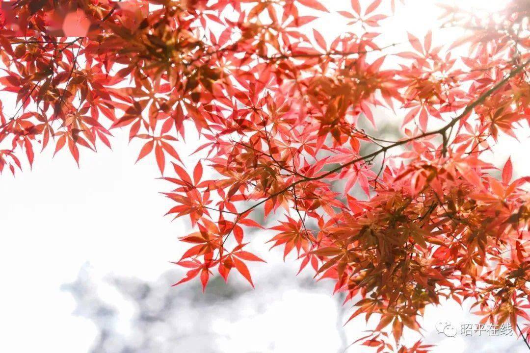 神社巫女_神社_神社和寺庙有什么区别