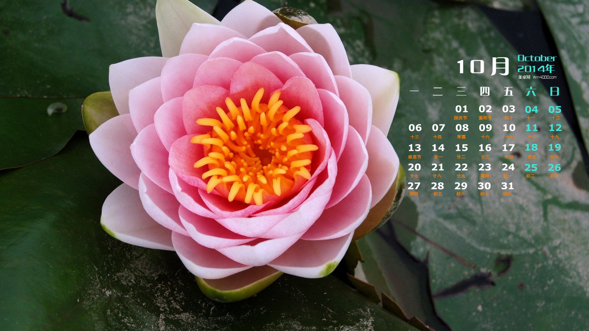 芙莲茶会_芙莲娜_芙莲