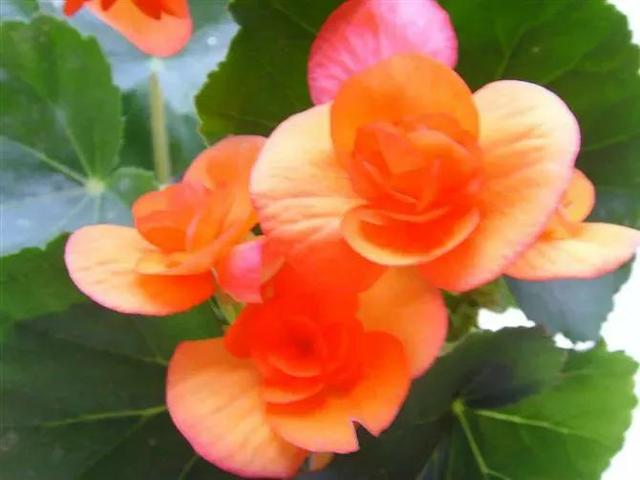 芙莲娜_芙莲_芙莲茶会