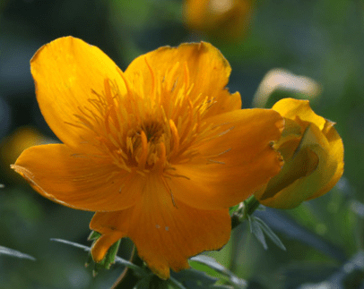 芙莲_芙莲茶会_芙莲娜
