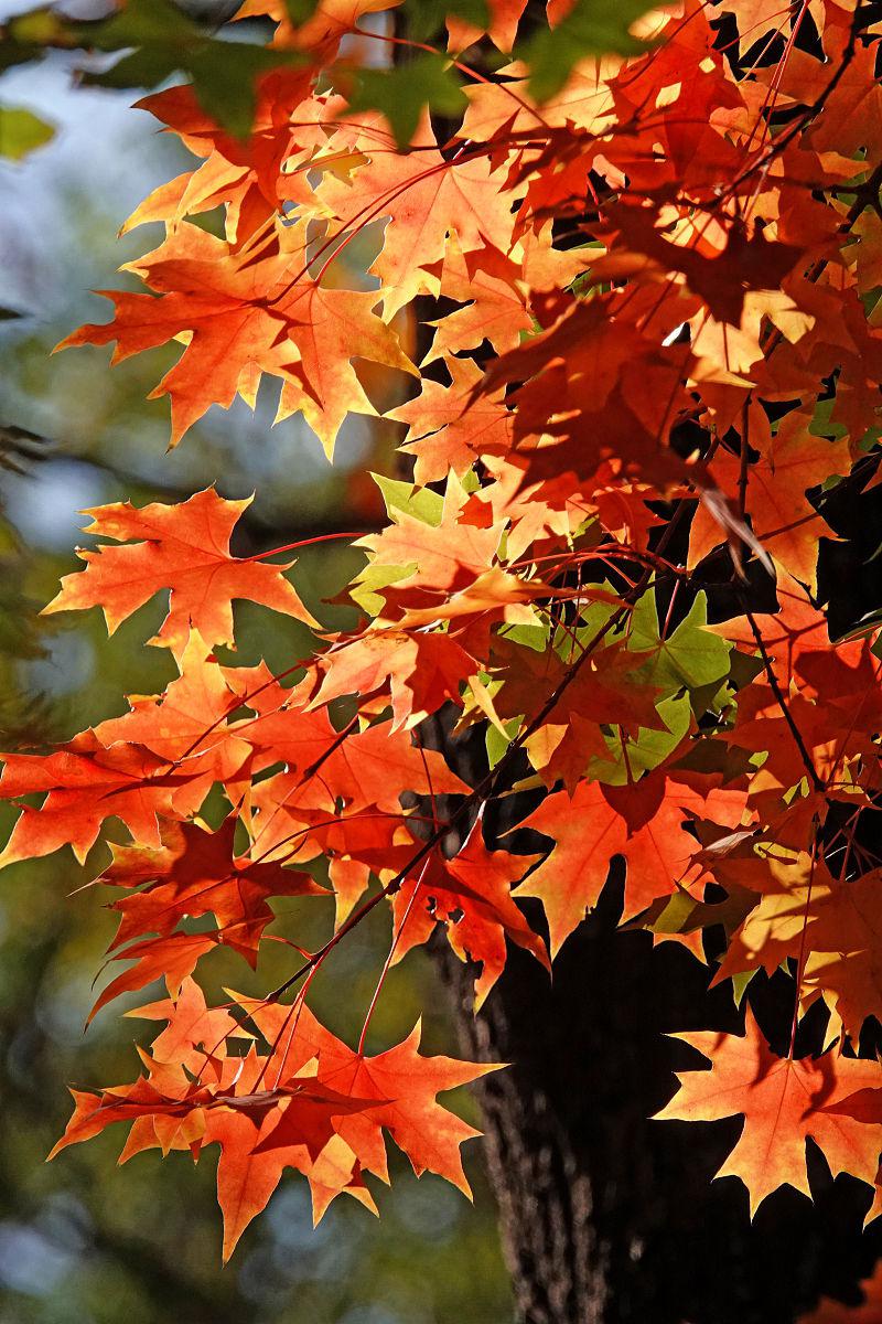 2015年10月12日_月日年还是日月年_哪些年是闰月年