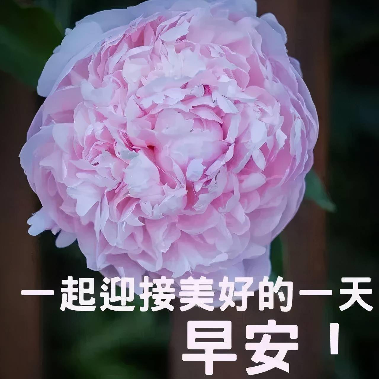 平田洋介图片_平田洋介_平田洋介真实实力
