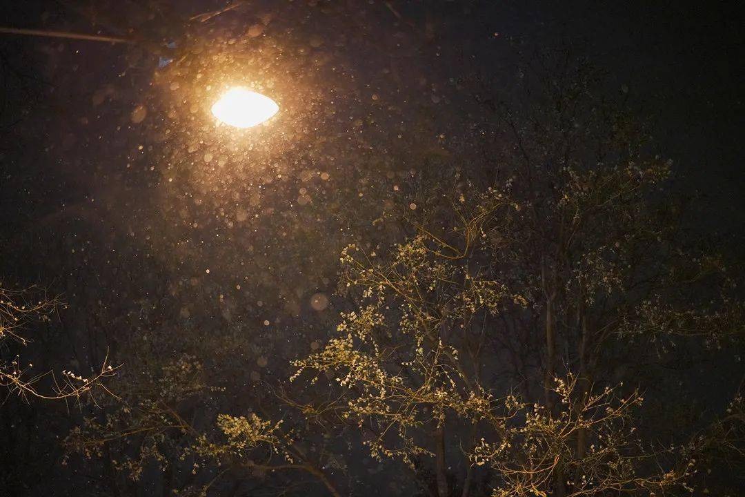 星际战甲虫甲任务_星际战甲灯笼草_星际战甲英择谛灯笼