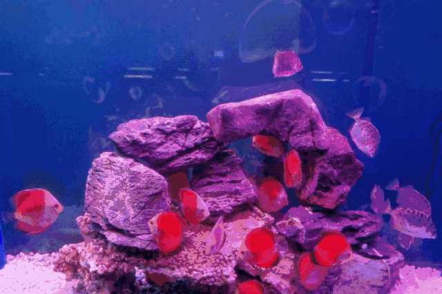 探索海洋深处的神秘生物龙可，揭开它的神秘面纱