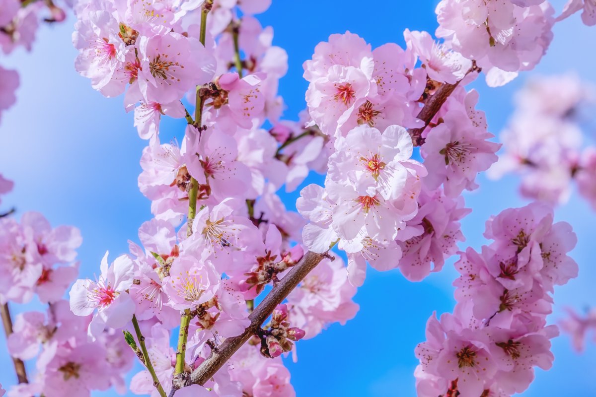 比奈智力测验_比奈西蒙量表_朝比奈さき