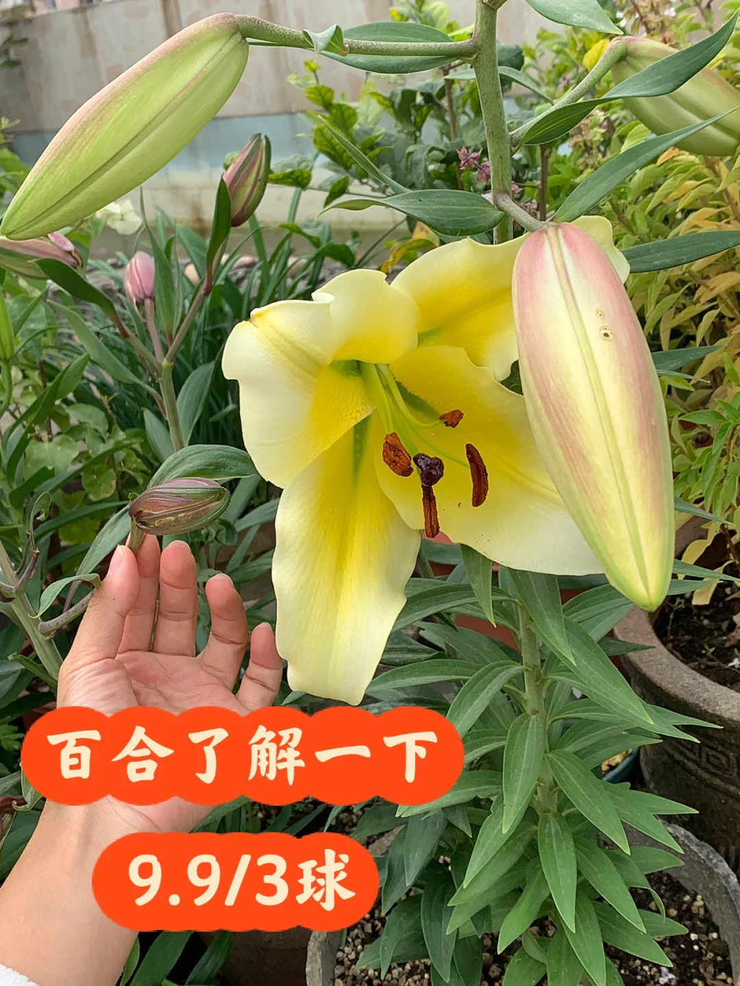 百合题材的手游_百合版手机游戏大全_百合游戏 手机版
